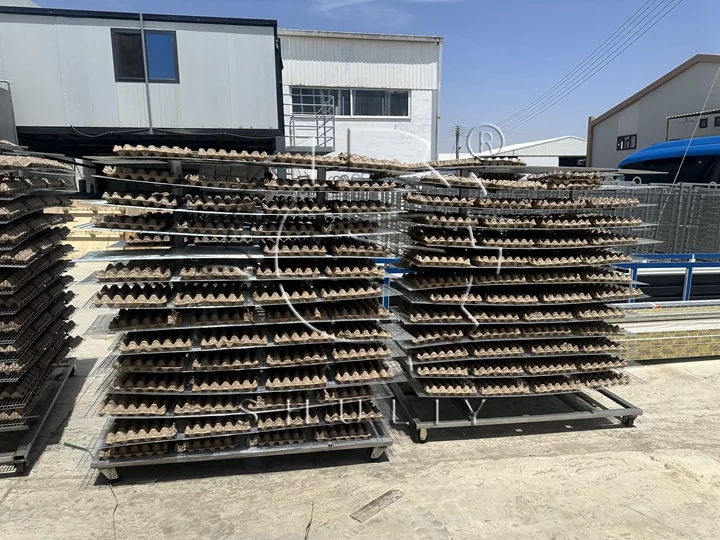 Industrial egg carton making machine in work
