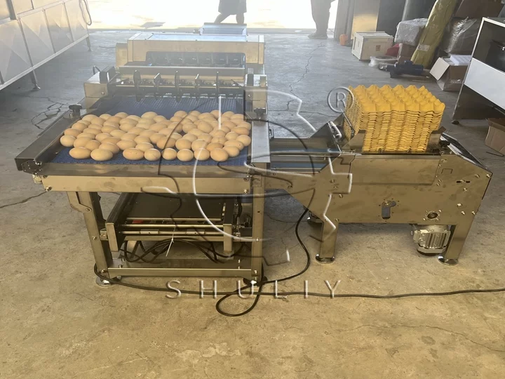 automatic egg packing machine for sale