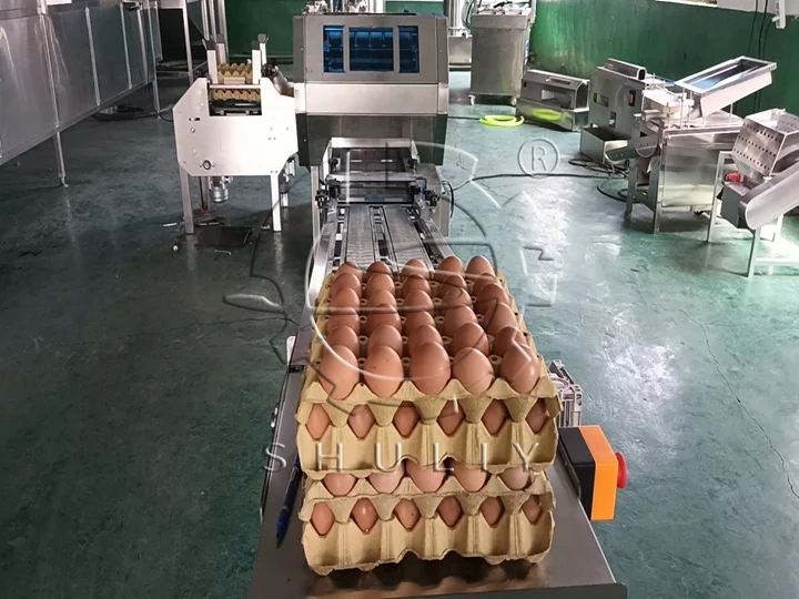 commercial egg packing machine