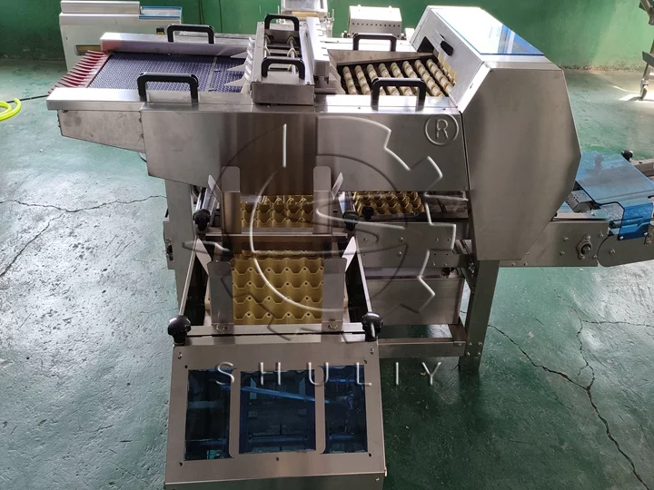 efficient egg packing equipment