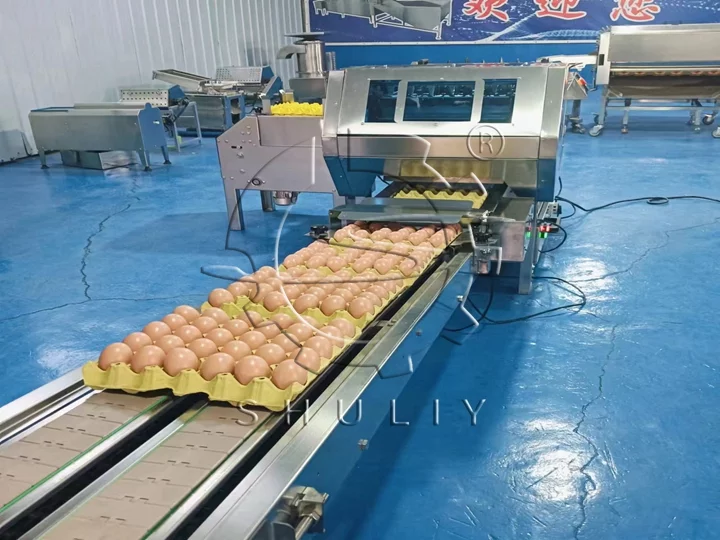 egg packaging machine supplier