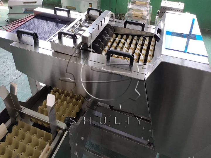 egg packing machine price