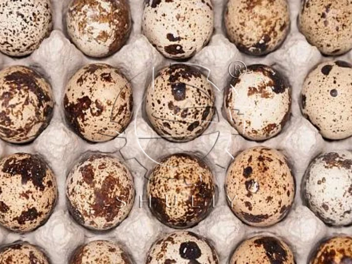 Quail Egg